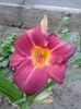 hemerocallis , f mare floarea 