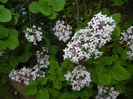 Syringa patula Miss Kim (2015, May 11)