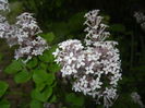 Syringa patula Miss Kim (2015, May 11)