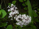 Syringa patula Miss Kim (2015, May 11)