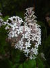 Syringa patula Miss Kim (2015, May 12)