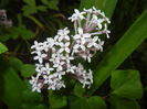Syringa patula Miss Kim (2015, May 12)