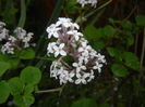 Syringa patula Miss Kim (2015, May 12)