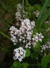 Syringa patula Miss Kim (2015, May 12)