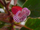 NEW 2015 - Kohleria Luci s Capriciu