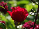 DSC01429