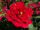 DSC01464