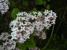 Syringa patula Miss Kim (2015, May 12)