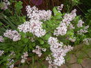 Syringa patula Miss Kim (2015, May 12)