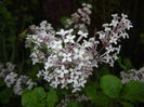 Syringa patula Miss Kim (2015, May 12)