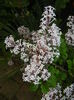 Syringa patula Miss Kim (2015, May 16)