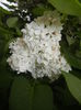 White Lilac Tree (2015, May 11)