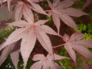 Acer palmatum Bloodgood (2015, May 11)