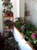 balconul meu