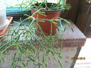 rhips. salicornioides
