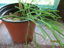 rhips.cassutha