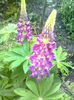 LUPIN