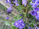SAM_5894