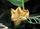 SAM_5886