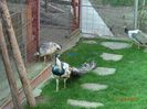 DSC00439