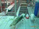 DSC01184