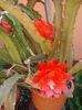 inceput de iunie (2)