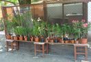 leandri transplantati