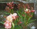 primele flori (5)