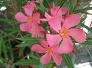 primele flori (12)