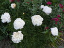Boule de Neige