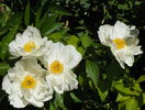Krinkled White