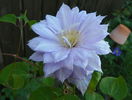 Belle of Woking