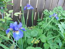sibirica Caesars Brother