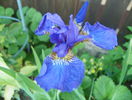 sibirica Caesars Brother