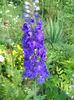 delfinium