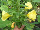oenothera biennis