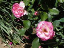 Bordure Rose