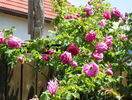 Futtaker Schlingrose?