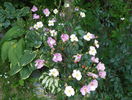Plaisenterie