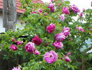 Futtaker Schlingrose?