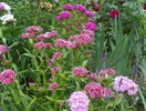 dianthus barbatus