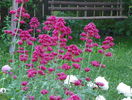 centranthus ruber