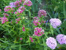 dianthus barbatus