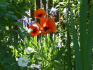 papaver orientale