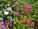 dianthus barbatus