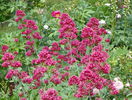 centranthus ruber