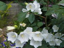 campanula persicifolia