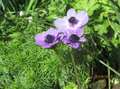 Anemone coronaria (4)