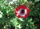 Anemone coronaria (7)