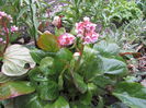 Bergenia (8)